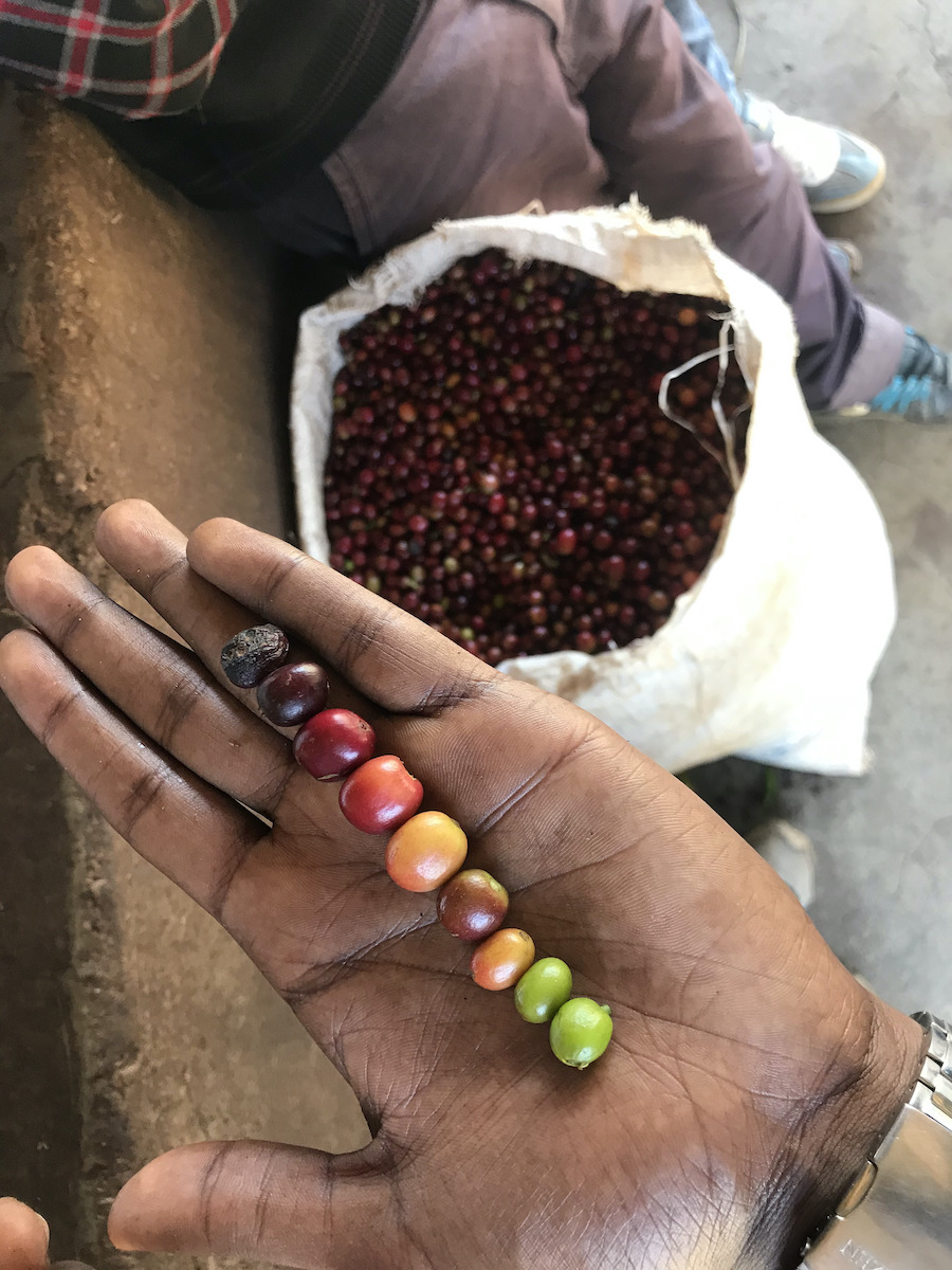 Ethiopia Guji Espresso